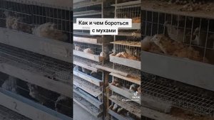 Как бороться с мухами в перепелятне #мухи #средствоотмух#перепела #перепелки