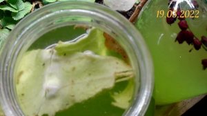 Выращивание хлореллы в домашних условиях. Сравниваю разную среду для выращивания хлореллы