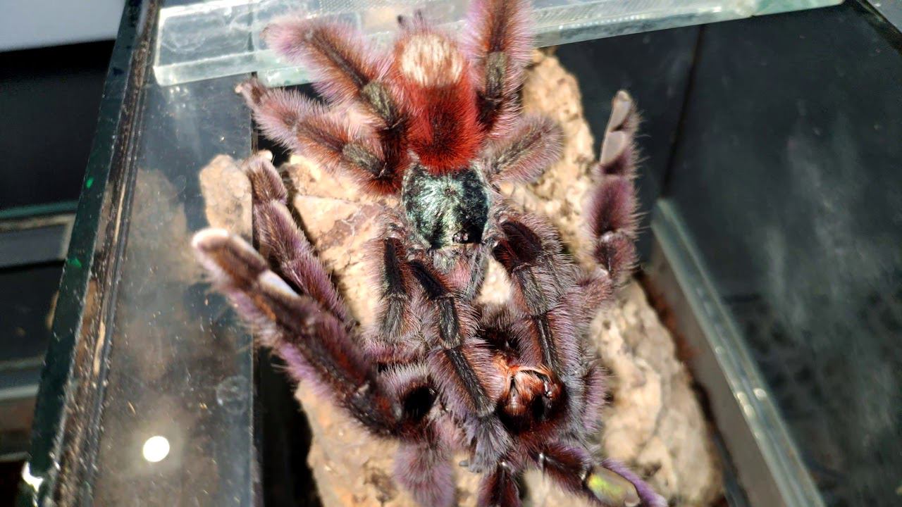 Caribena versicolor. Разводим одного из самых красивых пауков птицеедов. Спаривание смотреть онлайн