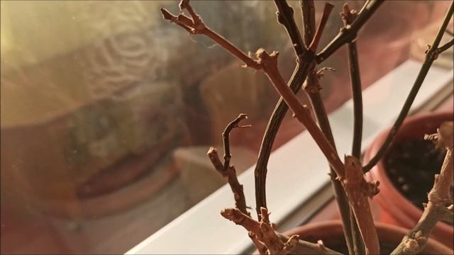 Самый красивый цветок ,,Клеродендрум,, Бабушка в образе Деда Мороза. смотреть онлайн