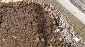 Один день садовых дел в октябре.09.10.22..грядки, компост, посадка винограда, гладиолусы