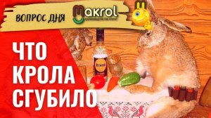 ?Почему от крола стало рождаться меньше крольчат #Макляк #МАКРОЛ