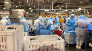 Работа на птицефабриках в России