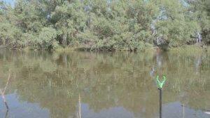 КАПНУЛА И РЫБАЛКА ПОНЕСЛАСЬ! СТАЯ САЗАНОВ НАЛЕТЕЛА! рыбалка