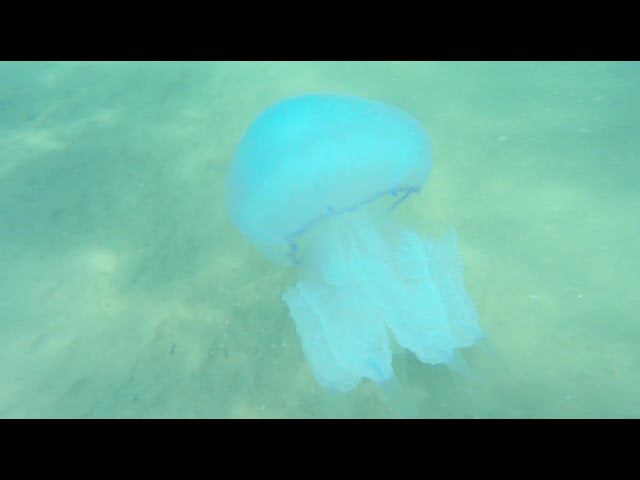 Корнеротик 3 смотреть онлайн