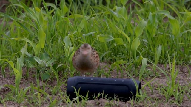 Коростель. Crex crex. Corncrake.
