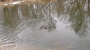 Как запустить реверсивный кораблик и начать ловить