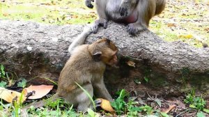 Daisy mom bites poor baby monkey cry loudly, Pity baby Cry Long Time