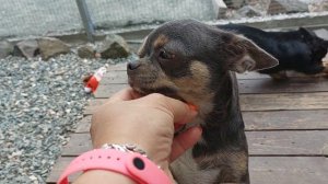 наша шикарная чихуахуа Живанши, голубой с подпалом окрас,не продается питомник Кастропуло Крым