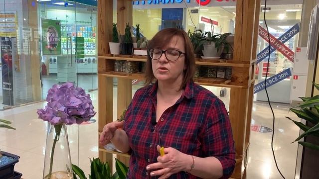 Гортензия шикарный цветок | Как не прогадать при покупке в магазине
