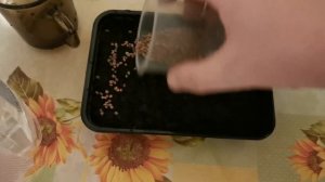 МИКРОЗЕЛЕНЬ РЕДИСА - КАК ВЫРАСТИТЬ ☘ МИКРОЗЕЛЕНЬ ДОМА ☘ ГОРОХ, ПОДСОЛНЕЧНИК, РЕДИС