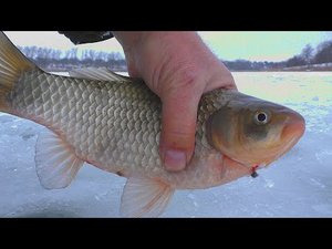 Зимняя рыбалка   Ловля крупного карася на мормышку . My fishing