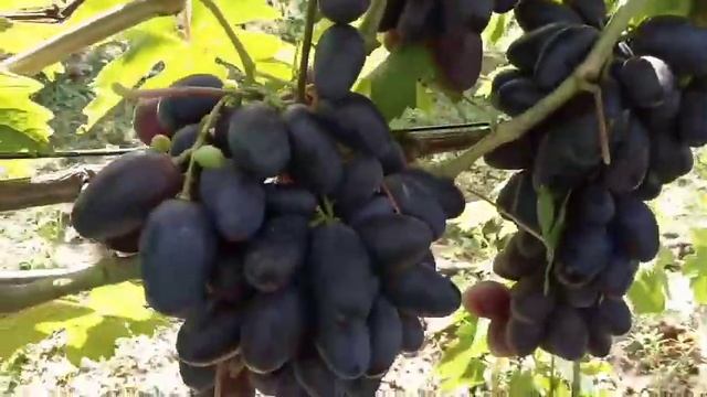 Сорт винограда Рембо Калугина В. М. 14 августа 2021. Виноградник Щереденкова В  А