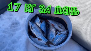 Очередной выход на Чудское озеро#леснойскобарь #2024#окунь#природа#чудскоеозеро#рыбалка#рыбалказимой