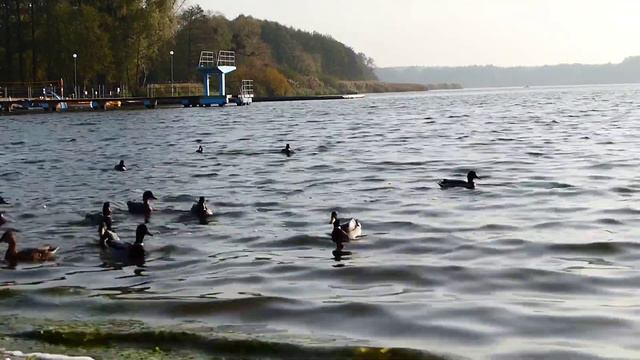 Птицы водоплавающие и летающие в воздухе
