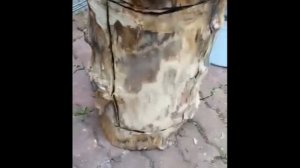 Делаю колоду для пчел (Борть)