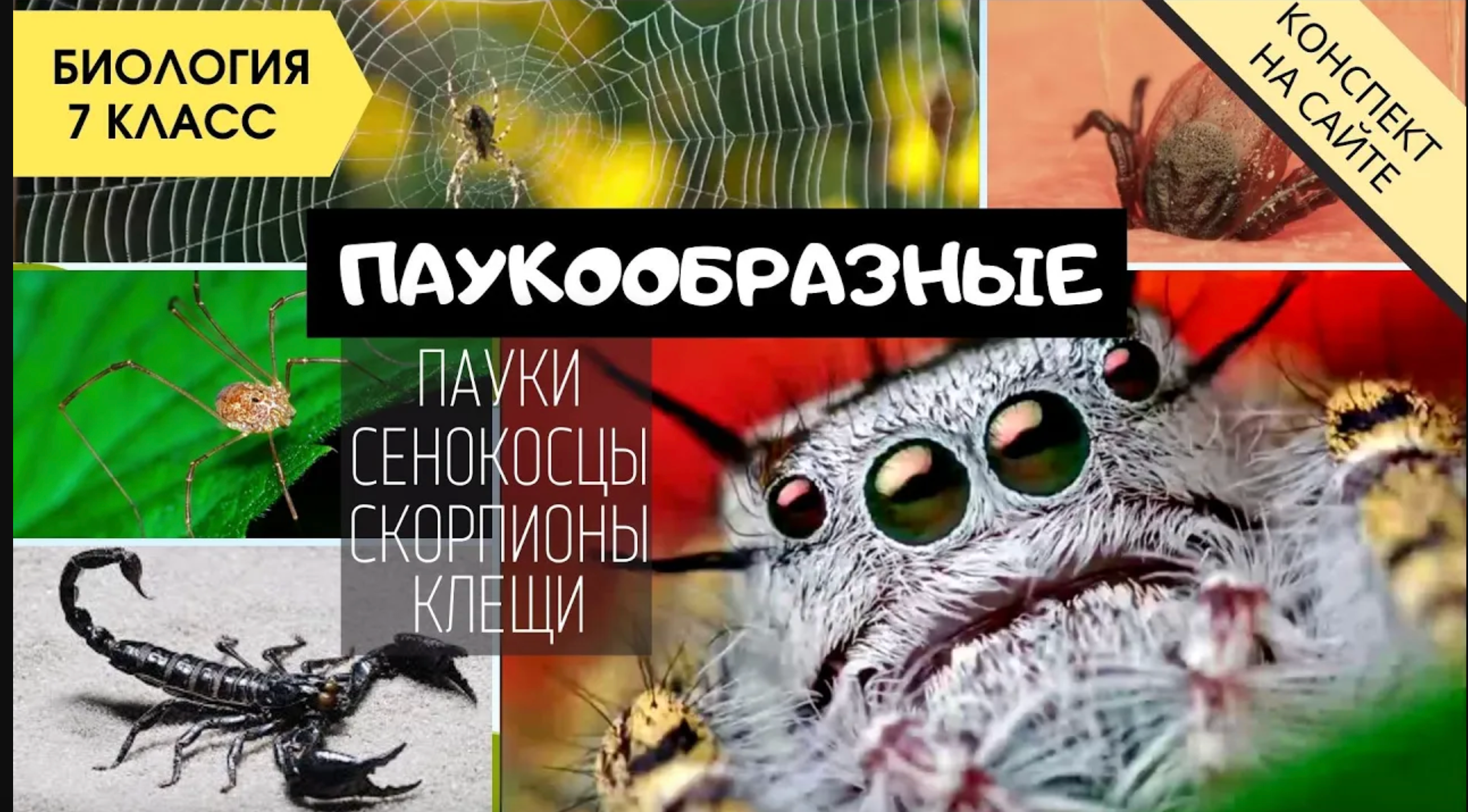 Класс Паукообразные. Биология 7 класс. Строение тела, система. Отряды пауки, клещи, сенокосцы