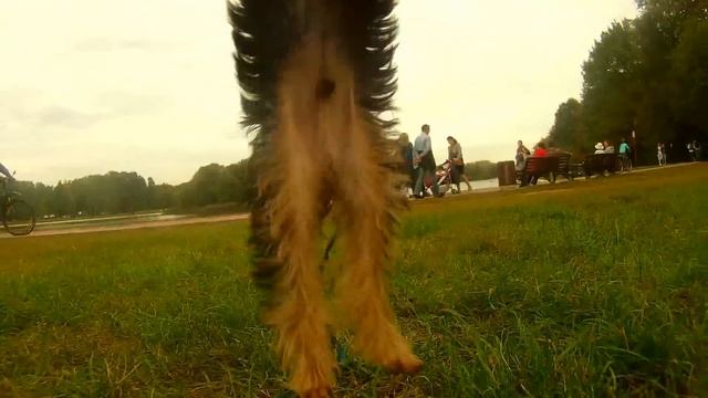 Цезарь йоркширский терьер Caesar Yorkshire Terrier смотреть онлайн