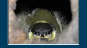 Очень интересные факты о животных 2017