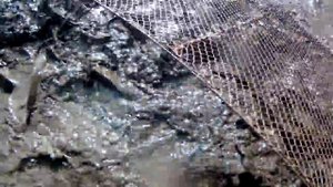 Вылов карпа из моего пруда 2020