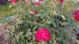 роза Штертербекер