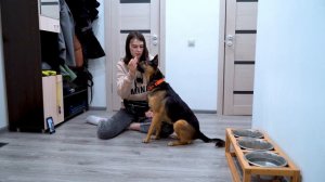 Как научить собаку команде лежать