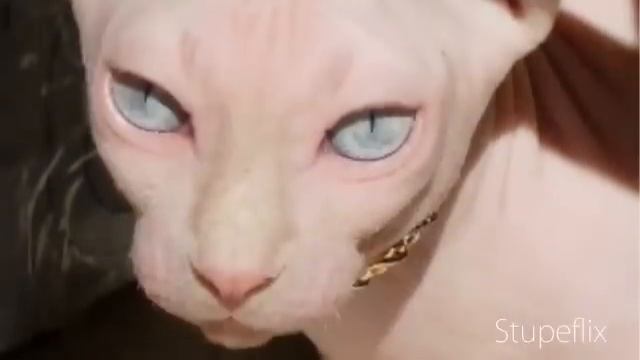 лысый кот дизель сфинкс смотреть онлайн