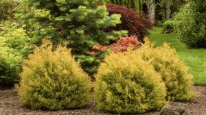 ХВОЙНЫЕ С ЗОЛОТИСТО-ЖЕЛТОЙ ОКРАСКОЙ ХВОИ. Pinus mugo Sunshine. Picea abies Gold Drift.