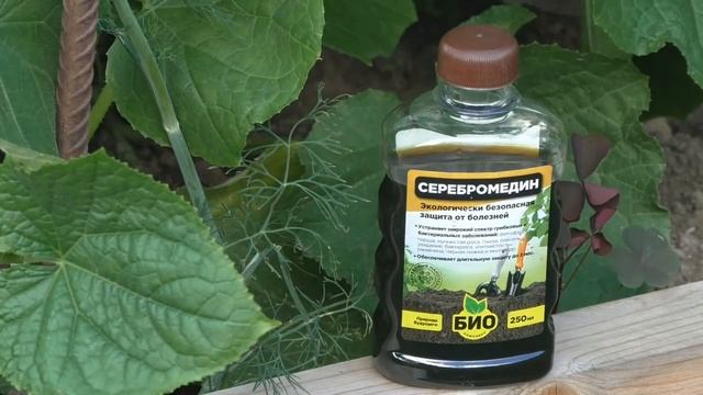 Спасаем огурцы от пероноспороза