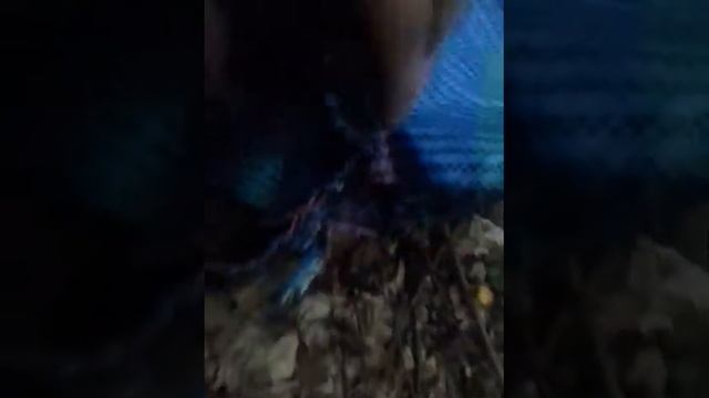 Грузди. Собираем грузди в лесу смотреть онлайн