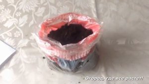 Лучший способ получить  раннюю КАРТОШКУ.mp4