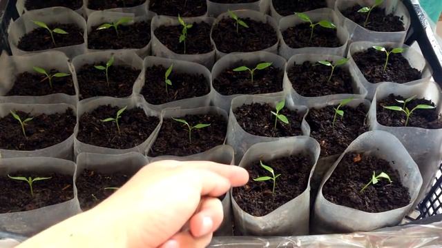 Когда нужно сажать сладкий перец на рассаду / Сроки высадки семян болгарского перца смотреть онлайн