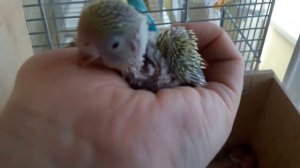 Домик семьи волнистых попугайчиков