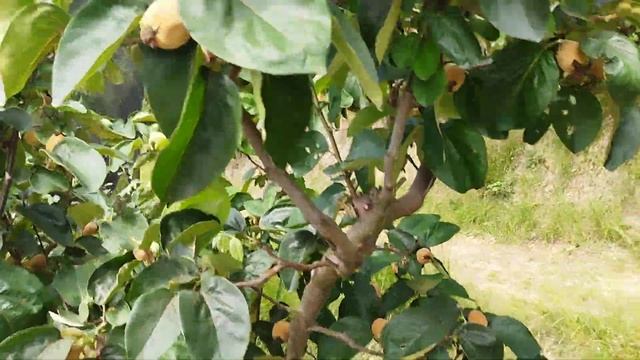 Лучший огород в испанской деревне!! Я в шоке!!! смотреть онлайн