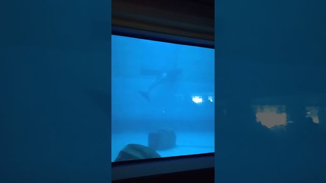 Косатка👍👍👍👍