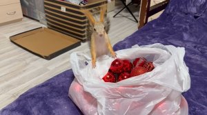 Белка Молли выбирает себе Новогоднюю игрушку! ?