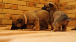 Щенки малинуа O-litter “Vyatkins’ Malinois, июнь 2020