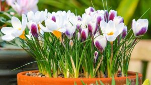 Где посадить крокусы: 5 идей по размещению первоцветов