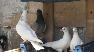 Коллекция голубей Петра в Буденновске! Широкохвостые голуби в небе!