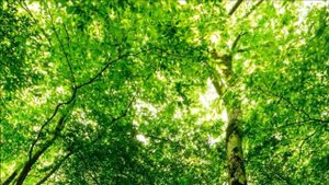 Структура Души. «Триединство Духа, Души и Тела».