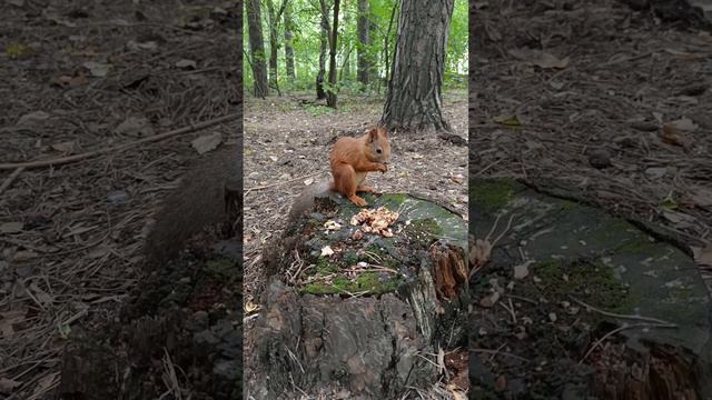 Белка решила перекусить 😄👍🐿️