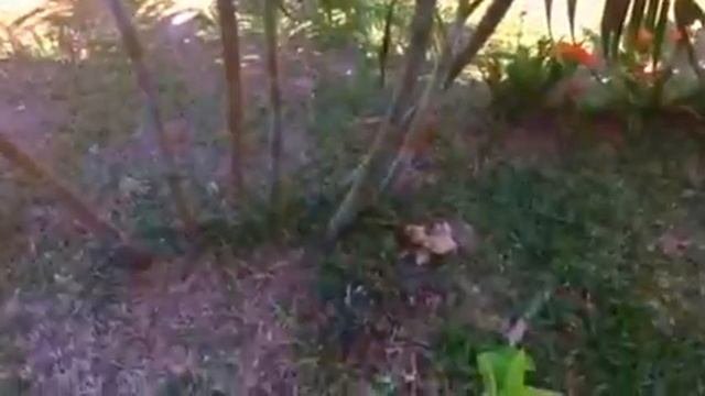 Пальмы и кусты в Тайланде