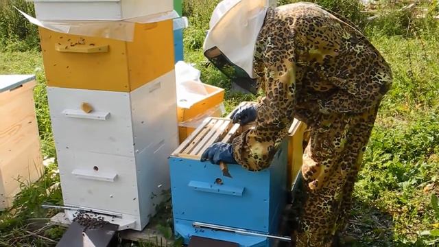 Пчеловодство. Уроки для начинающего пчеловода смотреть онлайн