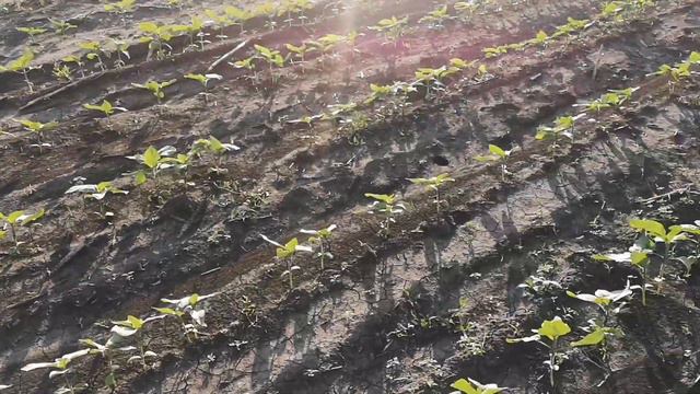 Подсолнух Бесана от компании Агроспецпроект смотреть онлайн