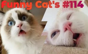 Смешные коты #114