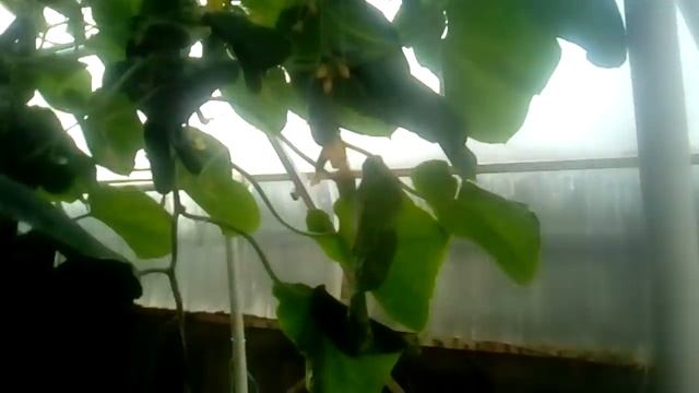 Шок!!! ???массовое плодоношение Трилоджи смотреть онлайн