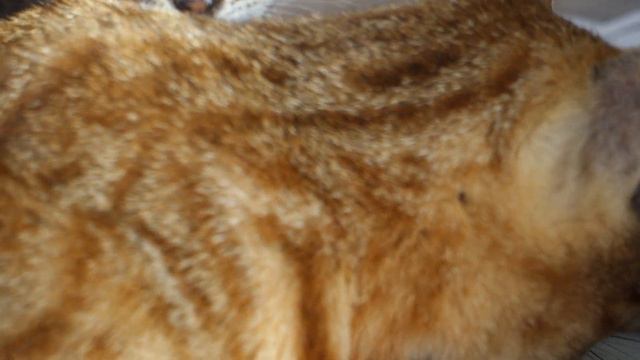 Vlog #10 🐱🐱🐱Первые успехи наших котят ♂️♀️♀️ смотреть онлайн