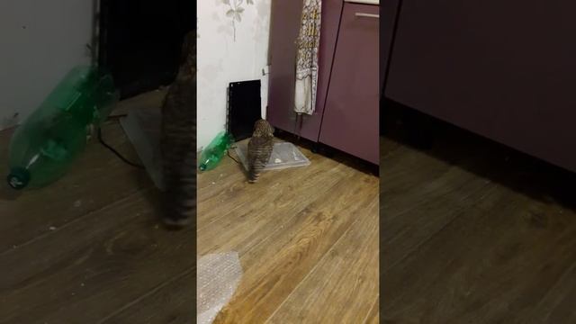 Жестокое 'убийство' целофана болотной совой смотреть онлайн