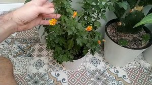 Хризантема дома! Как заставить зацвести через год после покупки?