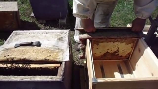 Пересадка семьи в чистый улей весной (дубль 1). смотреть онлайн